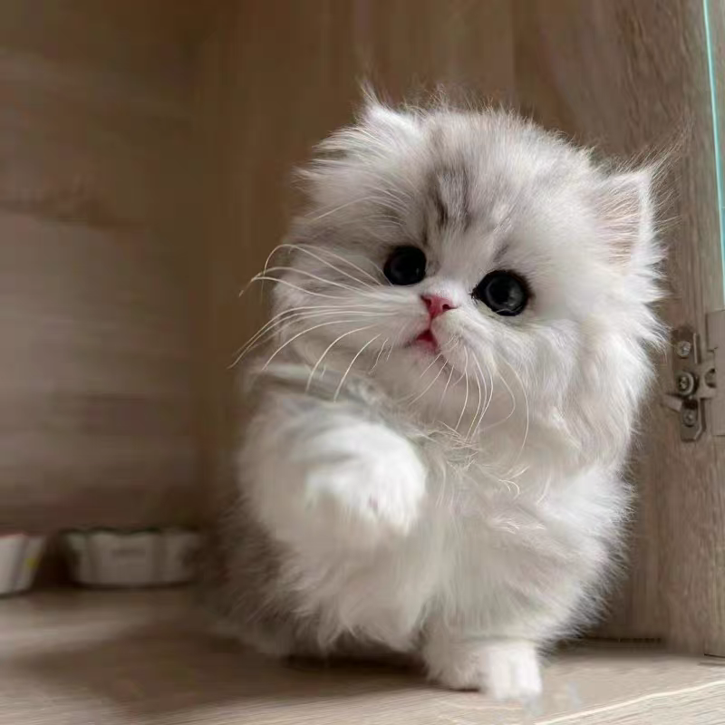 猫舍直销批发价格出售英国长毛猫,高地猫